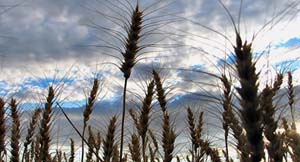 wheat against the sky