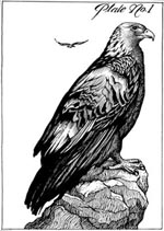 Ancestral Eagle