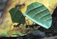 Ants carrying leaves