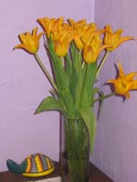 Orange flowers against violet wall