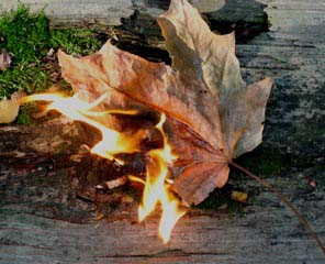 Autumn leaf on fire