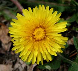 dandelion flower